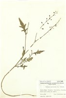 藏品(濕生葶藶)的圖片